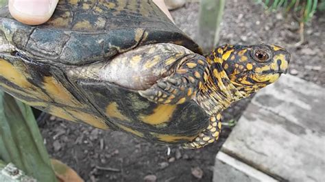 Male And Female Box Turtle Mating Pennsylvania Usa Stock 42 Off