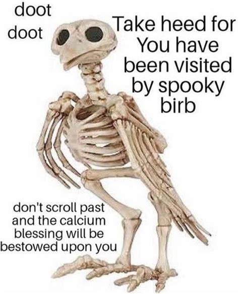 Take Heed Halloween Memes Funny Halloween Memes Spoopy Skeleton