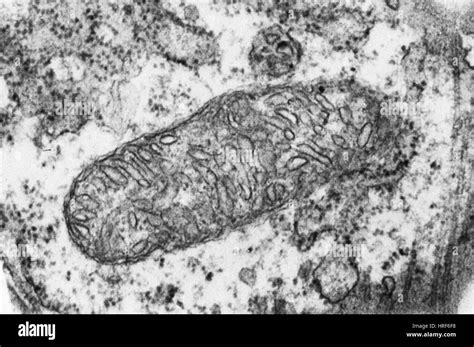 Mitochondria Tem Hi Res Stock Photography And Images Alamy