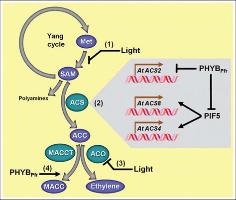 Frontiers Shedding Light On Ethylene Metabolism In Higher Plants