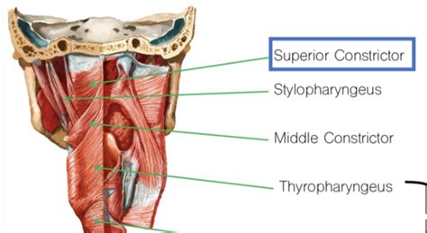 Anatomy Pharyngeal Muscles Final Flashcards Quizlet