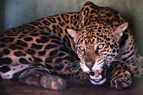 Sabe a onça vítima do fogo no Pantanal 3 meses depois é assim que ela