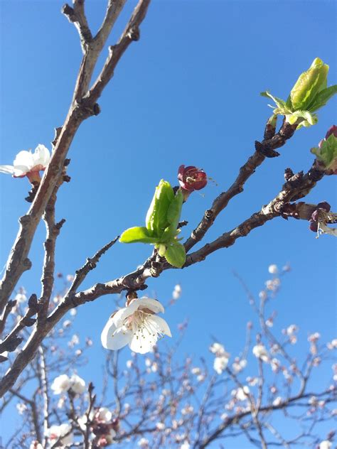 Blossoms Blossom Blossoming - Free photo on Pixabay - Pixabay