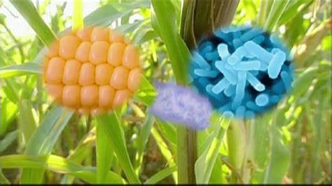 Genetically Modified Foods - YouTube