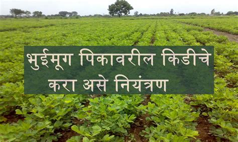 Groundnut Crop भुईमूग पिकावरील किडीचे करा असे नियंत्रण मिळेल भरघोस उत्पन्न