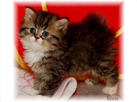 Adorable Teacup Persian Cats: Find Your Perfect Companion