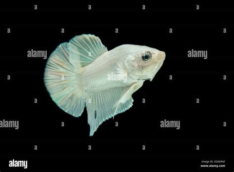 White Platinum Betta Fish Siamese Fighting Fish Betta Splendens On