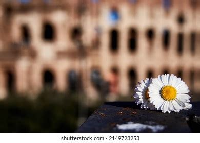 577 Colosseum Flower Images Stock Photos Vectors Shutterstock