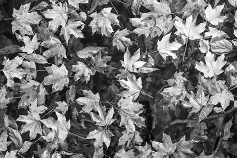 autumn black  white wallpaper