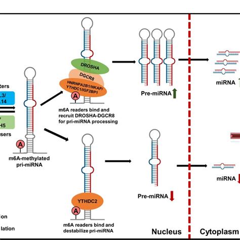 Schematic Representation Of The Regulation Of Mirna Biogenesis By M A