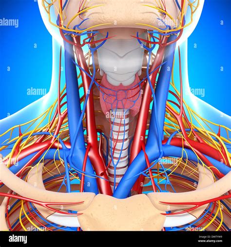 Sistema vascular del cuello humano fotografías e imágenes de alta