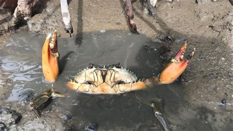 Fishing Skills Many Giant Mud Crabs Catching In Mud Sea At Mangroves