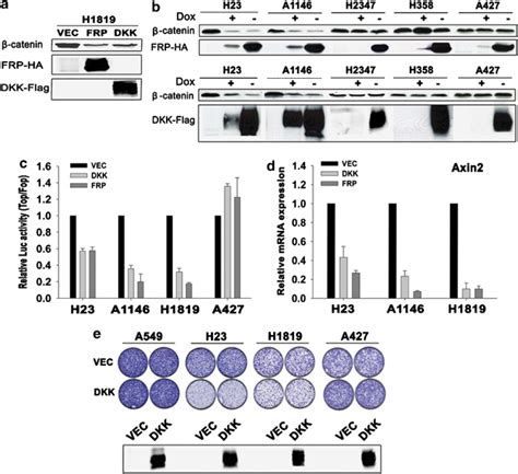 Effects Of FRP1 And DKK1 Inhibition On Wnt Catenin Signaling And