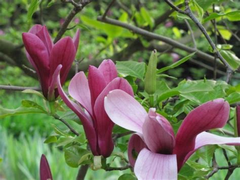 Magnolia Purpurowa Nigra Magnolia Liliiflora Sadzonki W Dobrej