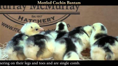 Mottled Cochin Bantam Chicks Youtube