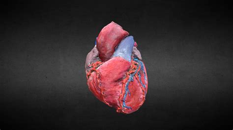 Corazón Humana/Human Heart - Buy Royalty Free 3D model by Anatomía ...