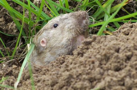 Plains Pocket Gopher Mammals Of Crane Meadows National Wildlife Refuge