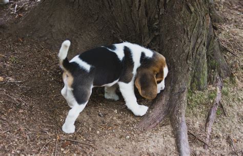 Beagle Puppies Are 8 Weeks Old Woodinville Seattle Wa Akc Kazuri