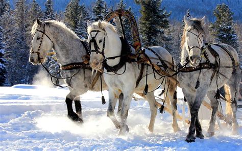 Winter Horse Wallpaper Desktop - WallpaperSafari