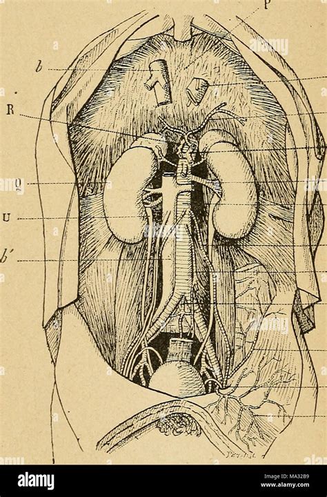 Worte Anforderungen D Anatomie Physiologie Et De G Nitale Et Obst