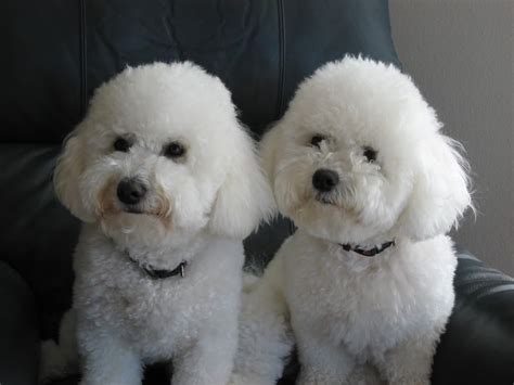 Bichon Frise Wallpapers - Wallpaper Cave