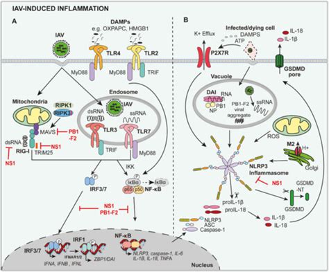 Viruses Free Full Text Die Another Way Interplay Between Influenza