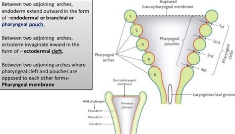 Pharyngeal Arches And Pouches