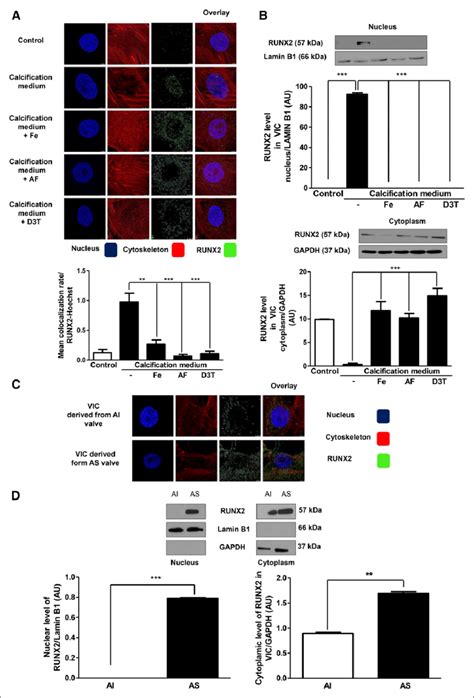 Nuclear Translocation Of Runx2 Runt Related Transcription Factor 2 Is