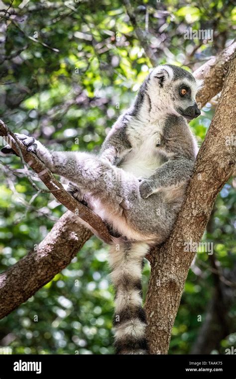 The Ring Tailed Lemur Lemur Catta Is A Large Strepsirrhine Primate