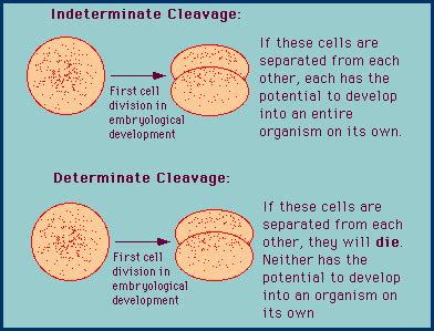 Embryogenesis And Development Flashcards Quizlet