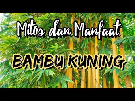 Mitos Dan Manfaat Bambu Kuning Youtube