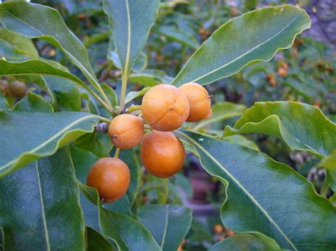 Pittosporum undulatum Profile – California Invasive Plant Council