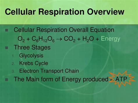 Cellular Respiration Equation Balanced