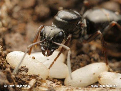 Formica Fusca