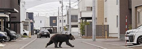 札幌市東区⇒白石区でヒグマ？ 目撃情報 おさのフォト日記