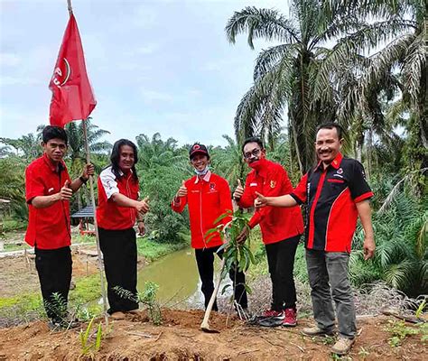 Momen HUT Ke 48 PDI Perjuangan Mukomuko Tanam Ratusan Pohon