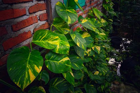 Cómo reproducir una planta teléfono Huerto en casa