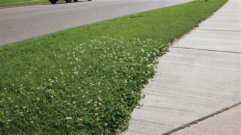 Lawn Care Tips—Stopping White Clover Before it Spreads | Green Industry ...