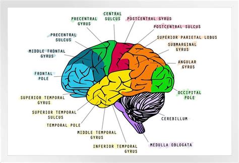 Human Brain Anatomy Head Skull Educational Colored Diagram Chart White ...