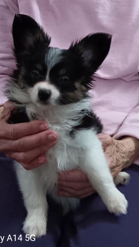 Patti Akc Is A Papillon Puppy For Sale In Forsyth Ga