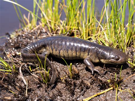 Paedomorphic Tiger Salamanders swarm Colorado Lake