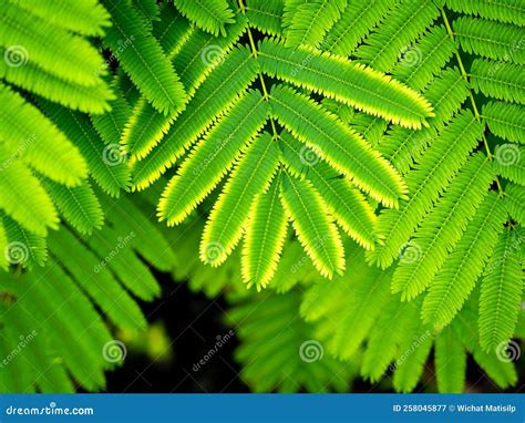 Cha Leaves Are Arranged In Row Stock Image Image Of Botany Branch