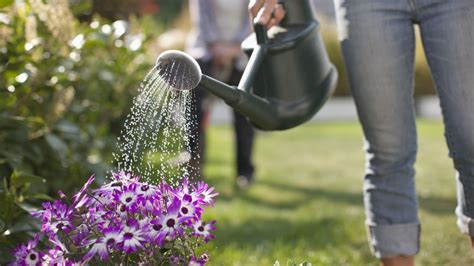 Descubre La Frecuencia Ideal Para Regar Tus Plantas