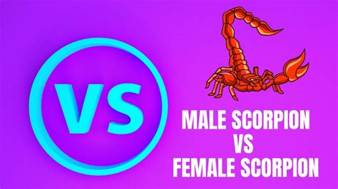 How To Tell If A Scorpion Is Male Or Female The Scorpion Hobby