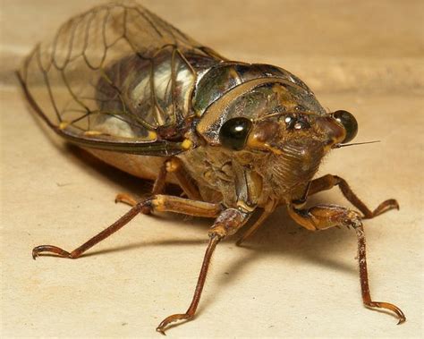 Cicada (Platylomia sp., Cicadidae) | Cicada, Insect photos, Arthropods