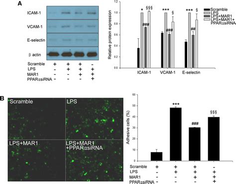 Mar Decreases Lps Induced Thp Cell Adhesion By Adhesion Molecules