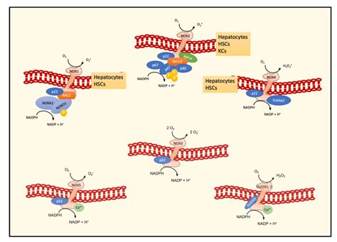 Schematic Representation Of Nox Induced Ros Pathways Leading To Ecm