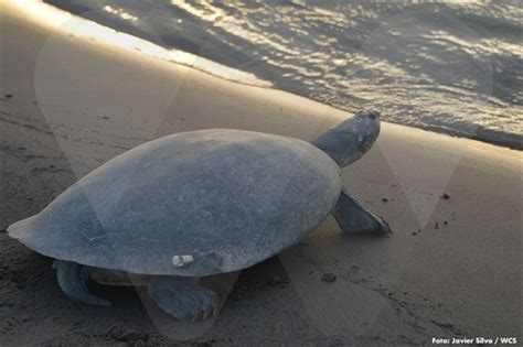 Instalan Transmisores Ac Sticos En Tortugas Charapa Para Monitorear Sus