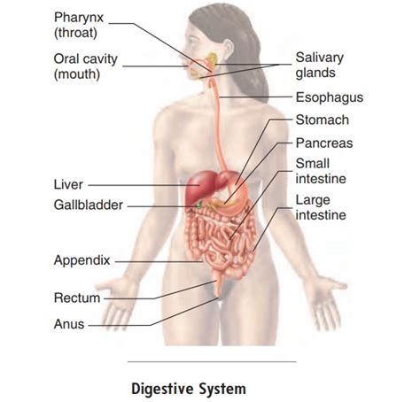 Anatomy and Histology of the Digestive System