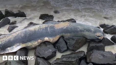 Sheringham Dead Sperm Whale Washes Up On Norfolk Beach Bbc News